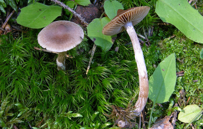 Alcuni Cortinarius.